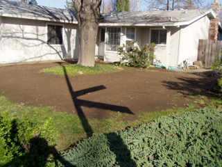 Before sewing new seed